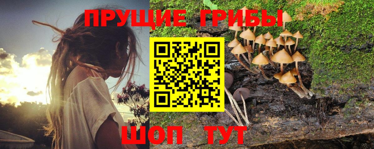 Донской  Галлюциногенные грибы MAGIC MUSHROOMS  Вход с VPN 